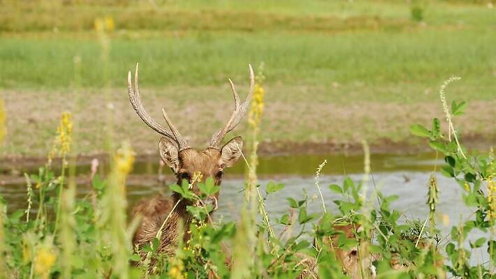 동물 계절 남자 야생동물 밭 농업 포유류 자연 털 뿔 동양인 사람없음 야외 머리 환경 맑음 가축 봄 시골 그룹 선탠 군중 숲 방목 먹기 생태계 서식지 내추럴 동물상 아기사슴 암사슴 찰과상 많음 4K MP4 해외동영상 클립영상 산업 새끼 컨셉 모션 날씨 사슴 사람 인종 신체부위 조형물 축산업 상처 암컷 동영상 파일형식