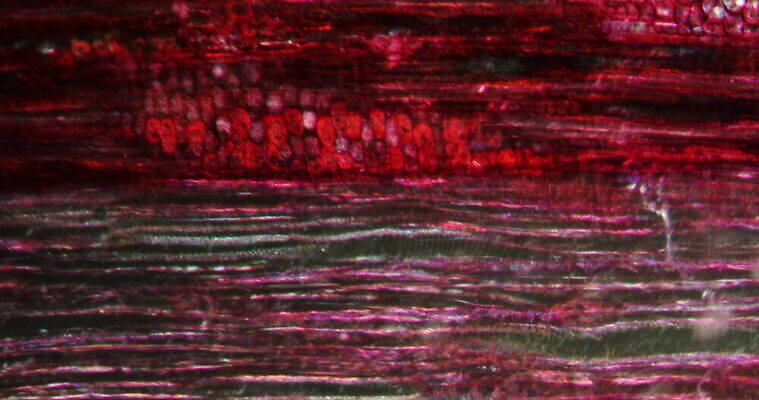 식물 꽃 줄기 과학 이동 패턴 세포 사람없음 빨간색 초록색 시험 성장 나뭇가지 조직 확대 밀가루 지원 4K 현미경관찰 MOV 해외동영상 클립영상 나무 교육 컬러 컨셉 무늬 관찰 가루 동영상 파일형식