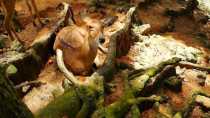 동물 공원 여자 남자 야생동물 밭 포유류 자연 초식동물 털 뿔 사람없음 야외 태양 갈색 머리 환경 봄 흰색 아기 점 황무지 숲 사파리 뿌리 내추럴 동물상 아기사슴 암사슴 전국 MOV 해외동영상 클립영상 자연요소 계절 공공시설 새끼 컬러 농업 사슴 사람 신체부위 조형물 암컷 생태계 동영상 파일형식