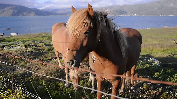 야생동물 자연 함께함 서기 사람없음 야외 울타리 평화 망아지 그린란드 MOV 해외동영상 클립영상 동물 새끼 섬 컨셉 모션 덴마크 담장 말_동물 생태계 동영상 파일형식
