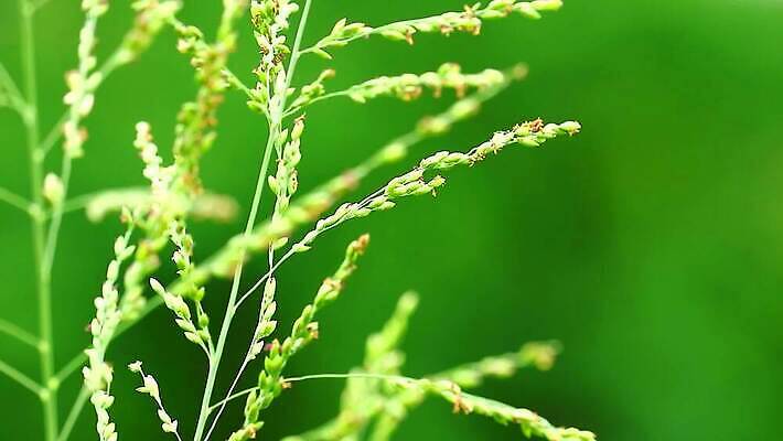 식물 계절 공원 꽃 백그라운드 잎 겨울 밭 자연 하늘 바람 산 씨앗 사람없음 야외 초록색 파란색 농장 갈색 환경 정원 벚꽃 흰색 나뭇가지 시골 신선 잡초 숲 언덕 그네 내추럴 사탕수수 MP4 해외동영상 클립영상 자연요소 나무 공공시설 컬러 농업 날씨 생태계 동영상 파일형식