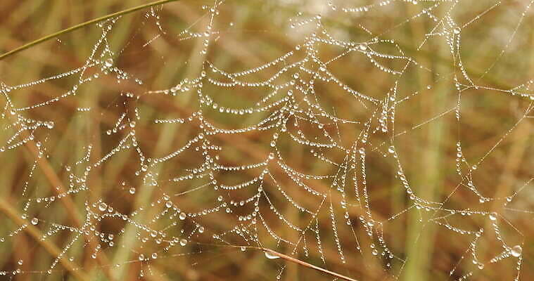 모양 나무 동물 디자인 벽 곤충 백그라운드 패턴 창문 자연 추상 주택 실내 사람없음 장식 환경 디지털 웹 젖음 수확 안개 실 닫기 유령 거미줄 질감 거미 낭비 모기 블러 호러 흉터 4K MOV 해외동영상 클립영상 식물 컨셉 무늬 농업 인터넷 모션 날씨 내부 건물 해충 상처 생태계 공포 동영상 파일형식