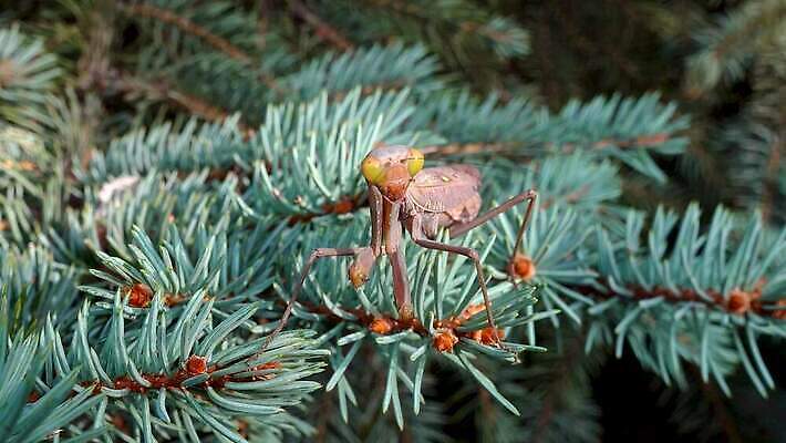 동물 여자 야생동물 곤충 잎 절지류 자연 무척추동물 안테나 사람없음 초록색 갈색 흰색 기도 육식동물 내추럴 포식 4K MP4 해외동영상 클립영상 식물 컬러 통신 사람 생태계 동영상 파일형식