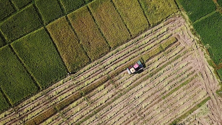 식물 산업 선 백그라운드 패턴 밭 농업 공장 자동차 태국 자연 씨앗 사람없음 초록색 농작물 농장 농경지 기계 흙 운전 수확 시골 작업 땅 질감 회전 날것 탱크 트랙터 엔진 밀짚 내추럴 돌리기 드론 땅바닥 전력질주 조감도 줄서기 4K MOV 해외동영상 클립영상 아시아 육상교통 컬러 무늬 공업 모션 바닥 짚 농기계 생태계 특수차량 동영상 파일형식