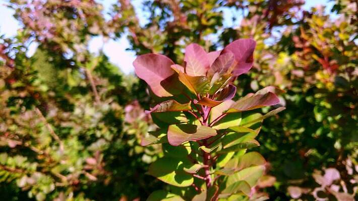 식물 계절 꽃잎 꽃 줄기 백그라운드 잎 꽃무늬 밭 농업 자연 하늘 바람 휴가 사람없음 야외 빨간색 초록색 농장 노란색 환경 정원 맑음 봄 성장 벚꽃 시골 신선 개화 숲 큼 내추럴 외양간 사일로 4K MOV 해외동영상 클립영상 자연요소 산업 컬러 무늬 날씨 크기 생태계 동영상 파일형식