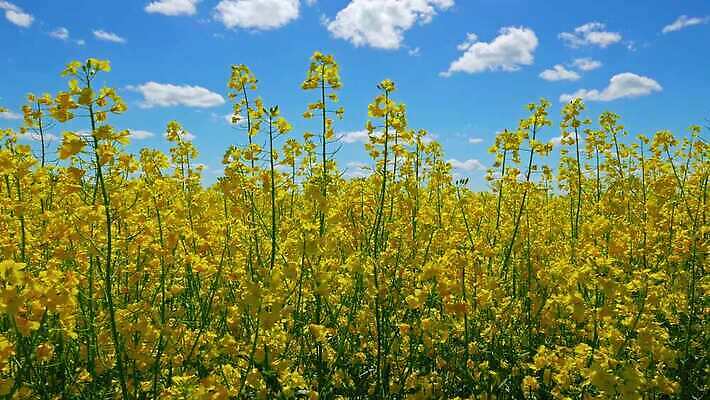 식물 계절 꽃 산업 컬러 백그라운드 꽃무늬 밭 농업 자연 하늘 씨앗 풍경 초원 사람없음 야외 초록색 여름 파란색 농작물 햇빛 태양 농장 농경지 노란색 환경 정원 맑음 봄 성장 벚꽃 시골 닫기 기름 묘사 유채 연료 바이오 밭일 카놀라 4K MP4 해외동영상 클립영상 자연요소 음식 무늬 모션 날씨 생태계 동영상 파일형식