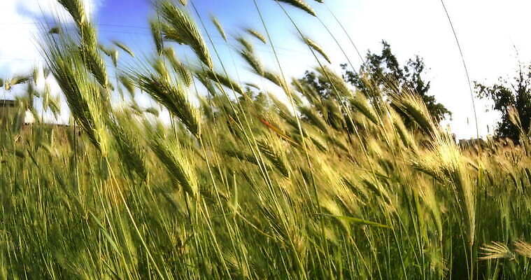 식물 계절 컬러 백그라운드 잎 밭 자연 하늘 풍경 잔디 초원 사람없음 야외 초록색 여름 파란색 농작물 햇빛 태양 농장 우주 환경 봄 수확 성장 시골 신선 낟알 땅 밀 질감 귀 밀짚 내추럴 고립 그리너리 4K MOV 해외동영상 클립영상 자연요소 농업 곡류 신체부위 짚 생태계 동영상 파일형식 트랜드컬러