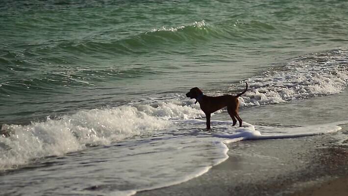 동물 계절 행복 실루엣 파도 바다 컬러 포즈 백그라운드 모션 자연 휴식 건강 사람없음 야외 물 반려동물 모래사장 달리기 태양 갈색 점프 자유 서핑 개 떨어짐 속도 싱글 기르기 스플래쉬 순혈 MOV 해외동영상 슬로모션 클립영상 자연요소 감정 컨셉 포유류 촬영기법 수상스포츠 생태계 동영상 돌봄 파일형식