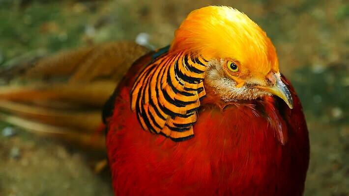 동물 남자 야생동물 컬러 백그라운드 오렌지 자연 조류 미술 동양인 사람없음 장식 빨간색 파란색 빛 컬러풀 노란색 머리 걷기 중국 활발 흰색 황금 닫기 깃털 묘사 질감 보여주기 꿩 수탉 봉황 이국적 MOV 해외동영상 클립영상 아시아 컨셉 과일 모션 문화예술 사람 인종 신체부위 닭 수컷 생태계 동영상 파일형식