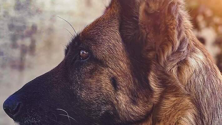 동물 1 응시 포유류 모션 자연 친절 털 사람없음 야외 반려동물 갈색 머리 마주보기 검은색 닫기 개 강아지 혀 그림 느림 송곳니 기르기 유래 경비견 4K 순혈 MOV 해외동영상 클립영상 시선 컬러 신체부위 입 치아 생태계 동영상 돌봄 파일형식