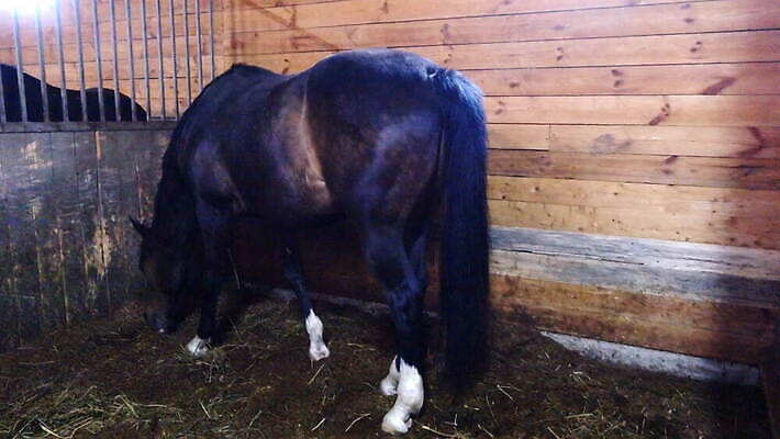 동물 스포츠 백그라운드 농업 창문 실내 사람없음 건물 목재 농장 갈색 머리 문 가축 목장 시골 만 바 승마 담요 대문 먼지 장면 헛간 패드 외양간 방목장 줄서기 판잣집 4K MOV 해외동영상 클립영상 나무 건축물 산업 컬러 재료 모션 주택 내부 신체부위 저장고 동영상 파일형식