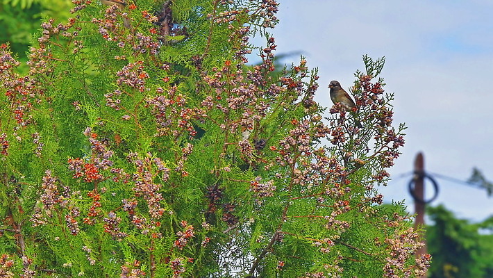 나무 동물 응시 계절 야생동물 음식 컬러 잎 겨울 다이어트 조류 하늘 씨앗 사람없음 목재 초록색 맑음 점프 검은색 가을 나뭇가지 관찰 소나무 숲 먹이 먹기 깃털 검색 홋카이도 참새 침엽수 원뿔 내추럴 4K MOV 해외동영상 슬로모션 클립영상 도형 식물 시선 재료 모션 날씨 촬영기법 건강 일본 동영상 파일형식