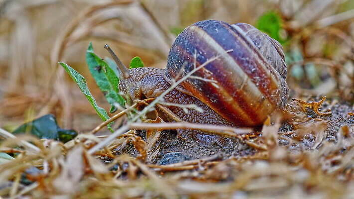 식물 동물 계절 유럽 야생동물 컬러 백그라운드 잎 밭 가족 자연 생물 연체동물 안테나 나선형 요리 초원 사람없음 야외 초록색 환경 정원 봄 젖음 껍질 큼 속도 달팽이 덮기 느림 내추럴 민달팽이 식용 끈적임 4K MOV 해외동영상 클립영상 나라 무늬 농업 통신 관계 모션 무척추동물 크기 생태계 동영상 파일형식 달팽이_동물