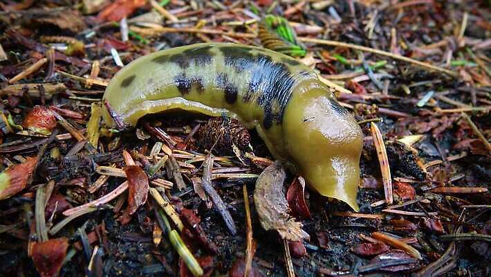 동물 공원 야생동물 올림픽 자연 사람없음 갈색 노란색 미국 숲 큼 열대우림 태평양 기어가기 민달팽이 워싱턴 전국 끈적임 4K MP4 해외동영상 클립영상 공공시설 스포츠 바다 컬러 북아메리카 모션 크기 생태계 동영상 파일형식 달팽이_동물