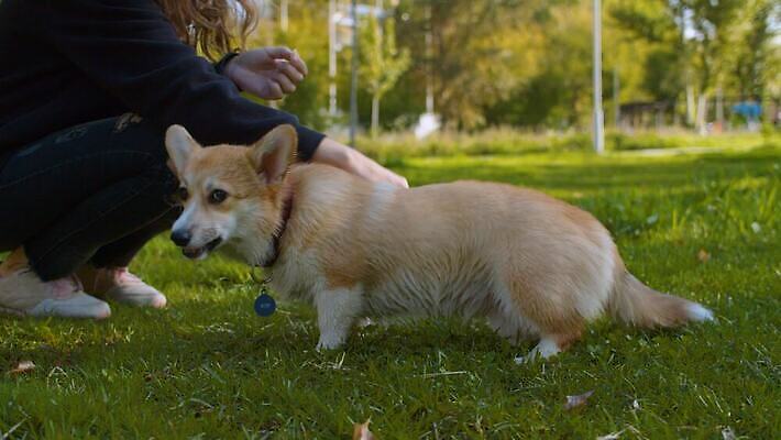 동물 공원 여자 행복 자연 놀이 휴식 함께함 사랑 한명 사람 야외 초록색 친구 반려동물 귀여움 개 만족 주인 송곳니 돌봄 복종 충실 4K MOV 해외동영상 슬로모션 클립영상 1 공공시설 감정 컬러 컨셉 포유류 관계 모션 촬영기법 치아 생태계 동영상 파일형식