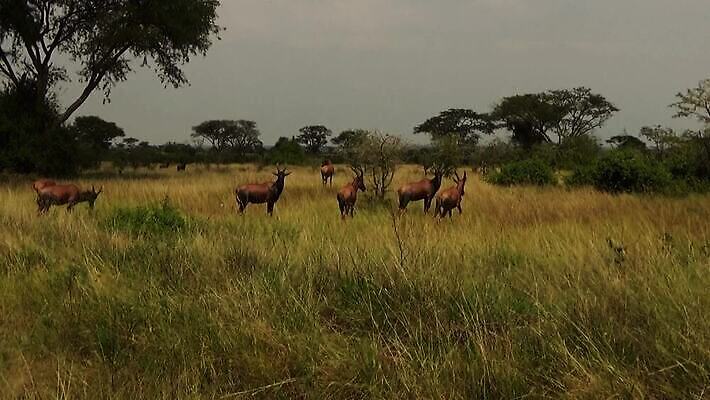 식물 동물 척추동물 공원 야생동물 컬러 여행 신체 포유류 아프리카 자연 사람없음 야외 갈색 놀람 시골 보행로 닫기 보호 큼 관목 사파리 영양 설정 동물상 사바나 우간다 카피스페이스 MOV 해외동영상 클립영상 나무 공공시설 감정 나라 길 컨셉 모션 표정 조형물 공백 크기 생태계 동영상 파일형식