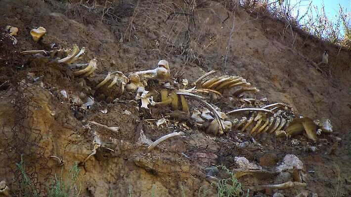 생물 뼈 골격 사람없음 탐험 죽음 역사 오브젝트 화석 고생물 멸종 선사시대 고고학 구식 옛날 지질학 4K MP4 해외동영상 클립영상 교육 동영상 파일형식