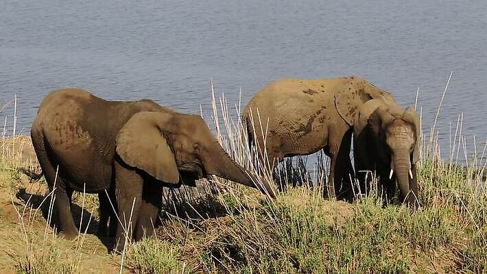 식물 동물 응시 야생동물 포유류 모션 아프리카 자연 초식동물 코끼리 사람없음 야외 물 강 환경 황무지 보호 사파리 클립 서식지 동영상 남쪽 남아프리카 동물상 생태학 수유 HD 크루거 MOV 해외동영상 클립영상 자연요소 시선 교육 나라 컨셉 조형물 방향 생태계 남아프리카공화국 파일형식