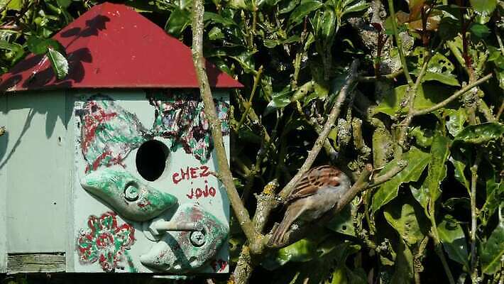 나무 동물 공원 여자 유럽 야생동물 날개 노래 청소년 자연 조류 주택 사람없음 야외 초록색 뷰티 갈색 환경 정원 자유 나뭇가지 달콤 숲 작음 깃털 부리 참새 내추럴 유라시아 4K MP4 해외동영상 클립영상 식물 공공시설 나라 아시아 음악 컬러 컨셉 사람 건물 맛 크기 생태계 동영상 파일형식