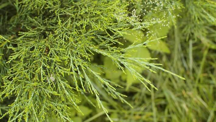 나무 식물 계절 공원 백그라운드 잎 패턴 모션 자연 파노라마 사람없음 야외 초록색 뷰티 카메라 정원 나뭇가지 닫기 숲 관목 심볼 만족 질감 내추럴 향나무 4K MOV 해외동영상 클립영상 공공시설 감정 컬러 무늬 촬영기법 전자제품 생태계 동영상 파일형식