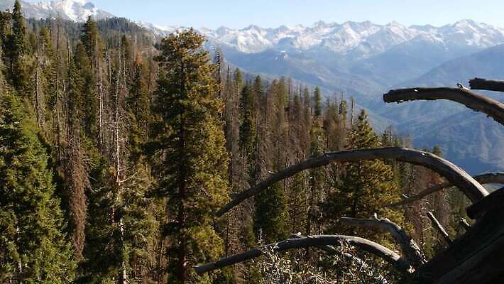나무 자연 산 파노라마 국립공원 풍경 사람없음 여행객 미국 트래킹 하이킹 소나무 황무지 보호 정상 숲 큼 환경보전 그림 생태계 침엽수 첨탑 거인 삼림지대 요세미티국립공원 절정 조감도 수평선 4K MP4 해외동영상 클립영상 식물 공원 컨셉 북아메리카 레저 촬영기법 사람 탑 크기 사회이슈 캘리포니아 동영상 파일형식