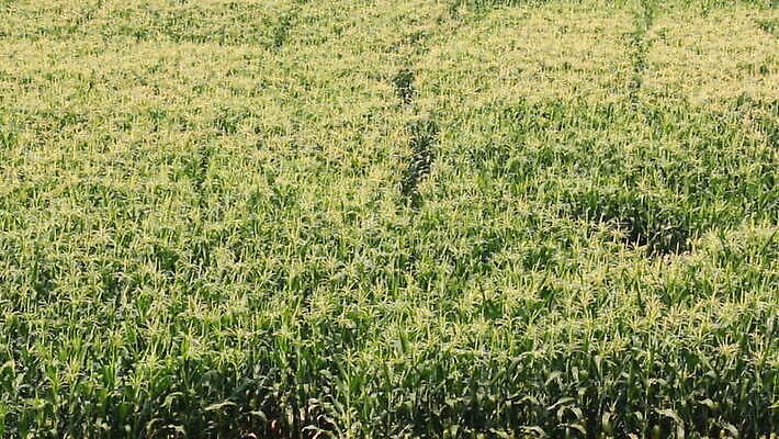 식물 꽃 산업 줄기 백그라운드 잎 밭 농업 모션 태국 자연 바람 건강 옥수수 풍경 사람없음 야외 초록색 여름 농작물 농장 농경지 노란색 환경 정원 활발 수확 성장 흰색 시골 신선 불기 땅 밀 흔들림 그네 유기농 꽃가루 내추럴 줄서기 타격 많음 MOV 해외동영상 클립영상 자연요소 웰빙 계절 아시아 컬러 컨셉 날씨 곡류 가루 생태계 동영상 파일형식