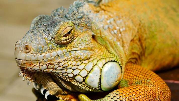 나무 동물 척추동물 1 응시 얼굴 야생동물 컬러 포즈 백그라운드 신체 파충류 자연 저울 사람없음 야외 초록색 여름 반려동물 컬러풀 태양 머리 환경 미국 활발 용 피부 묘사 싱글 도마뱀 육식동물 이구아나 스파이크 고립 동물상 이국적 오싹 MOV 해외동영상 클립영상 자연요소 식물 시선 계절 컨셉 북아메리카 신체부위 조형물 생태계 동영상 파일형식