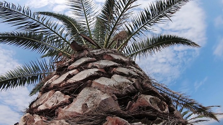 나무 구름 템플릿 라이프스타일 배너 행복 섬 여행 결혼 백그라운드 잎 과일 텍스트 자연 하늘 휴가 휴식 왕관 손바닥 사람없음 초록색 여름 파란색 빛 햇빛 뷰티 노란색 맑음 일몰 꿈 낭만 자유 수확 휴양지 코코넛 내추럴 이국적 파라다이스 환상 그리너리 4K MP4 해외동영상 클립영상 자연요소 식물 손 계절 감정 컬러 컨셉 농업 날씨 이벤트 생활 태양 노을 장소 생태계 동영상 파일형식 트랜드컬러