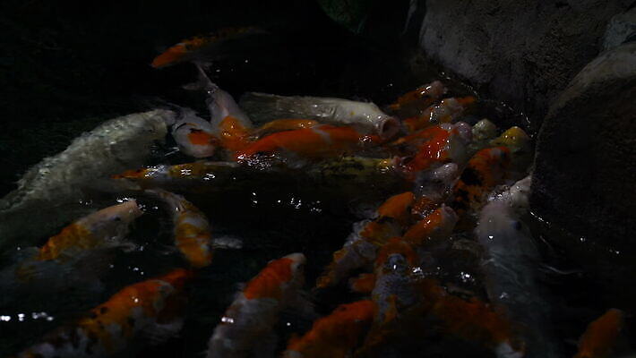 동물 야생동물 바다 여행 백그라운드 자연 어류 사람없음 물 파란색 세계 뷰티 바닷속 수중 광선 산호 포르투갈 생태계 생물학 탱크 상어 암초 수족관 동물상 리스본 이국적 4K MOV 해외동영상 클립영상 자연요소 교육 유럽 컬러 조형물 수중동물 자포동물 동영상 파일형식