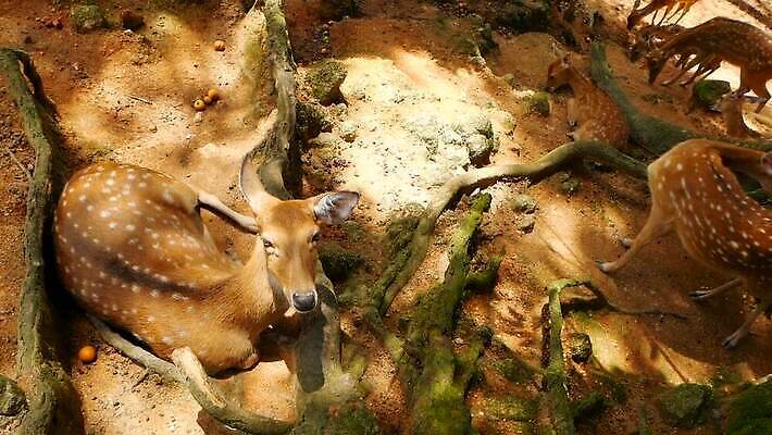 동물 공원 여자 남자 아시아 야생동물 백그라운드 밭 포유류 자연 초식동물 털 뿔 사람없음 야외 갈색 머리 침묵 흰색 아기 점 황무지 숲 사파리 귀 뿌리 내추럴 동물상 아기사슴 암사슴 전국 MOV 해외동영상 클립영상 공공시설 나라 새끼 컬러 농업 사슴 사람 신체부위 조형물 소리 암컷 생태계 동영상 파일형식