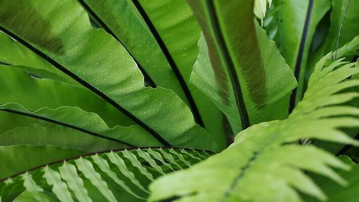 식물 백그라운드 단풍 잎 그림자 사람없음 장식 초록색 스파 어둠 활발 신선 티켓 분위기 닫기 숲 열대우림 상록수 내추럴 강렬 블러 아마존 양치류 이국적 카피스페이스 그리너리 4K MP4 해외동영상 클립영상 컬러 컨셉 모션 공백 동영상 파일형식 트랜드컬러