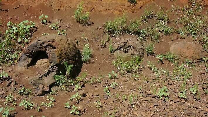 모래 자연 사람없음 공룡 러시아 고생물 선사시대 발견 고고학 MOV 해외동영상 클립영상 교육 유럽 파충류 생물 역사 생태계 동영상 파일형식