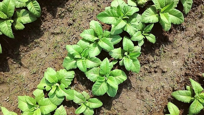 나무 식물 산업 아시아 선 백그라운드 십자가 잎 패턴 밭 농업 태국 자연 표면 담배 안테나 사람없음 야외 초록색 농작물 농장 농경지 새싹 정원 수확 시골 농부 땅 질감 중독 항공촬영 니코틴 묘목 밭일 줄서기 4K MP4 해외동영상 클립영상 직업 나라 뷰포인트 컬러 무늬 통신 모션 생태계 동영상 파일형식