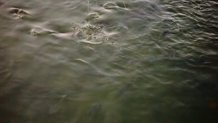 동물 손 행복 호수 야생동물 컬러 여행 백그라운드 농업 태국 자연 낚시 어류 사람없음 빨간색 초록색 물 반려동물 강 컬러풀 농장 노란색 환경 수중 수영 흰색 연못 신선 먹이 낚시꾼 수족관 잉어 내추럴 고립 아그라 MOV 해외동영상 클립영상 자연요소 감정 산업 아시아 레저 신체부위 수중동물 수상스포츠 생태계 동영상 파일형식