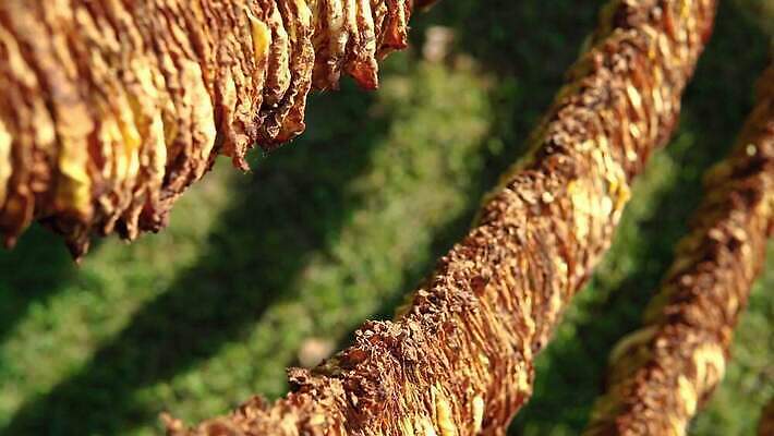 식물 전통 산업 컬러 백그라운드 잎 밭 농업 자연 건조 흡연 담배 매달리기 사람없음 목재 초록색 농작물 농장 갈색 노란색 수확 가을 시골 업무 황금 농부 상품 유기농 질감 쿠바 중독 내추럴 습관 외양간 니코틴 아바나 핸드메이드 4K MP4 해외동영상 클립영상 나무 직업 웰빙 계절 재료 모션 작업 중앙아메리카 생태계 동영상 파일형식