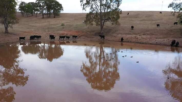 나무 구름 호수 음료 음식 모래 여행 농업 자연 조류 하늘 날씨 오리 건조 안테나 풍경 사람없음 야외 초록색 물 파란색 반사 갈색 환경 수영 가축 마시기 소 호주 댐 땅 가뭄 동영상 드론 4K MP4 해외동영상 클립영상 자연요소 식물 동물 공공시설 산업 컬러 통신 포유류 모션 수상스포츠 오세아니아 생태계 파일형식