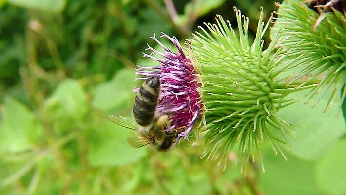 식물 동물 꽃잎 꽃 야생동물 분홍색 곤충 가방 자연 바람 독일 사람없음 컬러풀 들꽃 모임 벚꽃 수집 제비꽃 가득함 묘사 꽃가루 꿀 엉겅퀴 내추럴 동물상 HD MP4 해외동영상 클립영상 자연요소 잡화 유럽 컬러 날씨 조형물 가루 생태계 동영상 파일형식