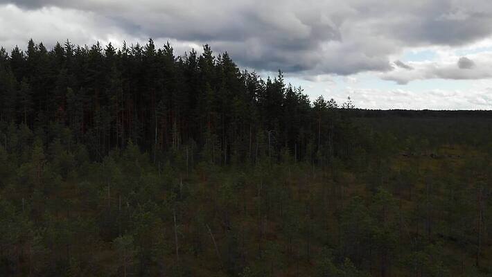 나무 잎 자연 표면 건조 이끼 사람없음 야외 초록색 물 강 환경 맑음 황무지 습지 숲 땅 내추럴 변소 4K MOV 해외동영상 클립영상 자연요소 식물 컬러 날씨 생태계 동영상 파일형식