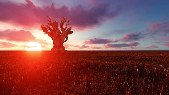 나무 외관 야생동물 여행 아프리카 자연 하늘 휴가 사람없음 야외 태양 맑음 미국 사막 황무지 사파리 케냐 내추럴 나미비아 사바나 MOV 해외동영상 클립영상 자연요소 식물 동물 나라 북아메리카 날씨 생태계 동영상 남아프리카 파일형식