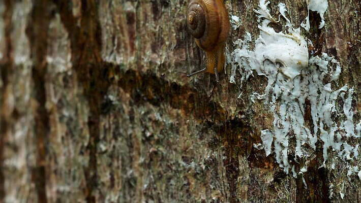 동물 야생동물 백그라운드 자연 연체동물 나선형 사람없음 야외 초록색 갈색 정원 껍질 흰색 땅 달팽이 덮기 느림 내추럴 로마인 식용 끈적임 4K MOV 해외동영상 클립영상 컬러 무늬 모션 무척추동물 인종 생태계 동영상 파일형식