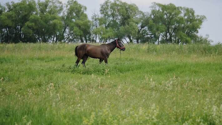 동물 백그라운드 이동 밭 포유류 자연 하늘 주택 사람없음 야외 빨간색 초록색 반려동물 농장 갈색 걷기 마을 검은색 목장 만 승마 갈기 굴레 기르기 동물상 편자 4K MOV 해외동영상 클립영상 스포츠 컬러 컨셉 농업 모션 건물 조형물 생태계 동영상 돌봄 말발굽 파일형식