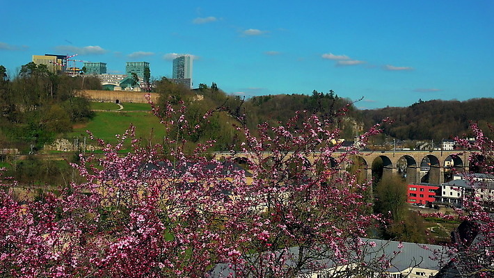 나무 꽃 여행 건축양식 자연 하늘 사람없음 야외 건물 관광지 사무실 고층빌딩 고요 벚꽃 비교 언덕 룩셈부르크 4K 락다운 MOV 해외동영상 클립영상 식물 건축물 건축 컨셉 비즈니스 빌딩 생태계 동영상 서유럽 파일형식
