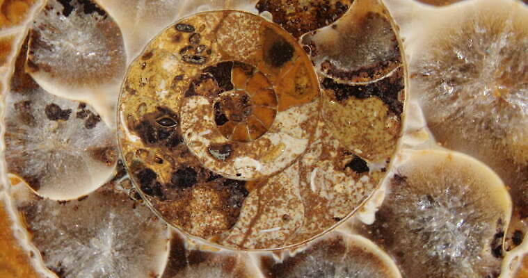 동물 야생동물 바다 자연 유물 생물 연체동물 독일 나선형 사람없음 반짝임 수영 골동품 껍질 역사 오브젝트 박물관 생물학 화석 고생물 판화 선사시대 내추럴 기간 동물상 지질학 쥬라기 4K MOV 해외동영상 클립영상 전통 교육 유럽 무늬 모션 무척추동물 미술 조형물 수상스포츠 생태계 동영상 파일형식