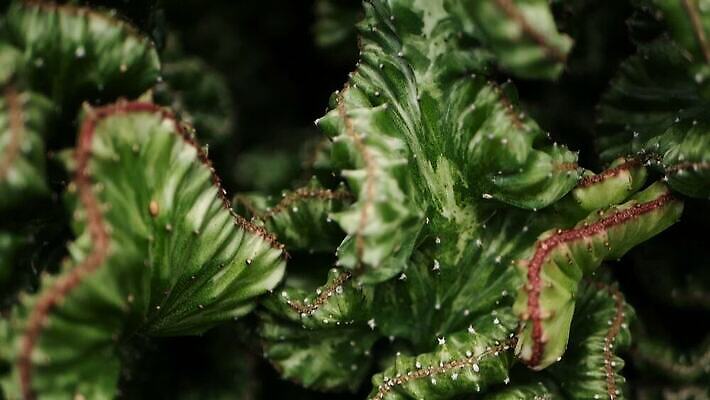 모양 식물 꽃 화초 백그라운드 컨셉 꽃무늬 패턴 농업 선인장 건조 사람없음 야외 장식 초록색 컬러풀 뷰티 환경 정원 사막 수확 성장 못 거친 가시 산호 매끈함 소프트포커스 질감 갈기 상록수 고립 다육식물 영원 이국적 스타일 MOV 해외동영상 클립영상 산업 컬러 무늬 촬영기법 공구 감각 자포동물 동영상 파일형식