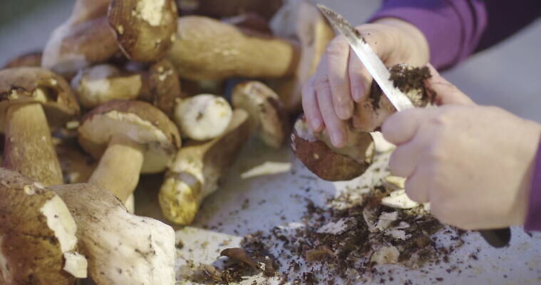 손 여자 음식 사람없음 버섯 신선 그룹 칼 작음 큼 왕 청소 준비 먼지 곰팡이 그물버섯 번 페니 많음 4K MOV 해외동영상 클립영상 빵 컨셉 사람 신체부위 동전 크기 동영상 파일형식