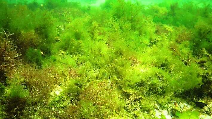 식물 바다 자연 사람없음 초록색 환경 바닷속 수중 해조류 생태계 생물학 광합성 산화 생태학 소금물 4K 수중영상 MP4 해외동영상 클립영상 교육 컬러 해양식물 동영상 파일형식