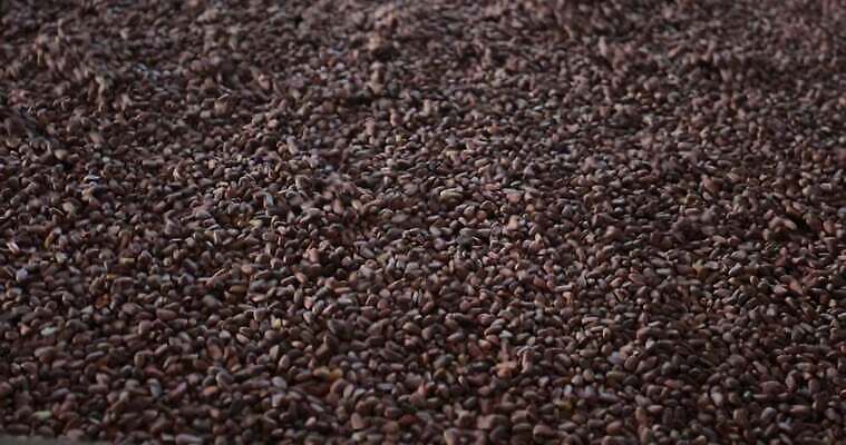 모양 나무 식물 음식 백그라운드 패턴 다이어트 과일 자연 디저트 건강 씨앗 사람없음 빨간색 농작물 세트 갈색 견과류 껍질 흰색 소나무 그룹 작음 먹기 질감 날것 상록수 침엽수 흙더미 내추럴 고립 삼나무 숙성 시베리아 채식주의자 4K MOV 해외동영상 클립영상 컬러 무늬 농업 모션 흙 크기 생태계 채식 동영상 파일형식 더미