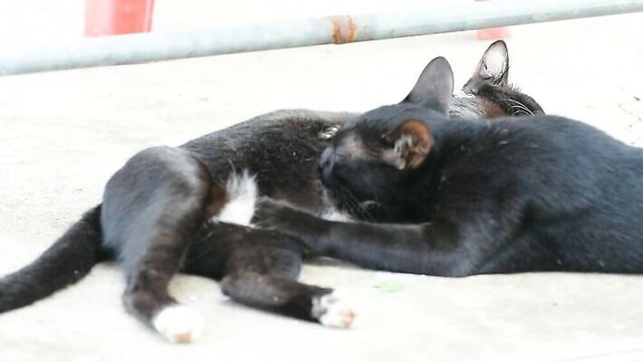 동물 여자 어린이 음식 포유류 가족 자연 엄마 휴식 털 사랑 사람없음 반려동물 마을 고양이 회색 우유 간호사 흰색 아기 신생아 최고 닫기 빨다 작음 모피 먹기 간호 부드러움 솜털 MOV 해외동영상 클립영상 감정 컬러 컨셉 관계 모션 유제품 사람 의료진 감각 크기 생태계 동영상 파일형식