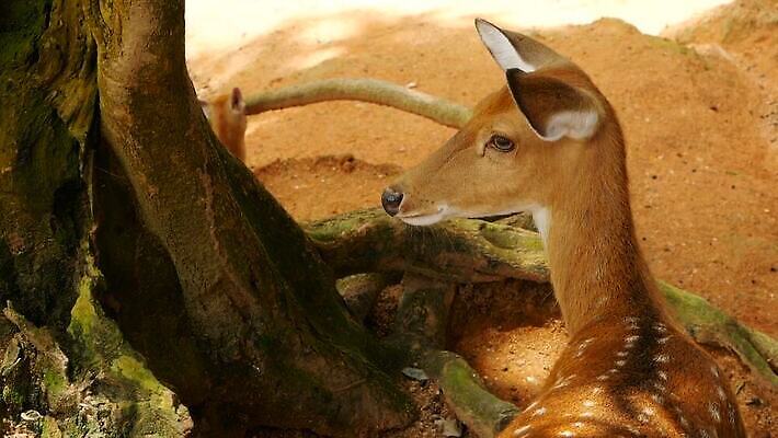 동물 공원 여자 남자 야생동물 밭 포유류 자연 초식동물 털 뿔 사람없음 야외 태양 갈색 환경 침묵 봄 흰색 아기 점 황무지 숲 귀 뿌리 내추럴 동물상 아기사슴 암사슴 전국 MOV 해외동영상 클립영상 자연요소 계절 공공시설 새끼 컬러 농업 사슴 사람 신체부위 조형물 소리 암컷 생태계 동영상 파일형식