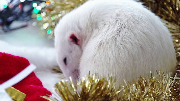나무 동물 행복 음식 백그라운드 컨셉 크리스마스 포유류 휴가 새로움 털 실내 사탕 사람없음 장식 반려동물 중국 놀람 기쁨 흰색 해충 쥐 설치류 모피 연도 심볼 사인 코 꼬리 엽서 귀 발톱 총구 4K MOV 해외동영상 클립영상 식물 기념일 감정 아시아 컬러 발 디저트 표정 내부 신체부위 벌레 편지 동영상 파일형식